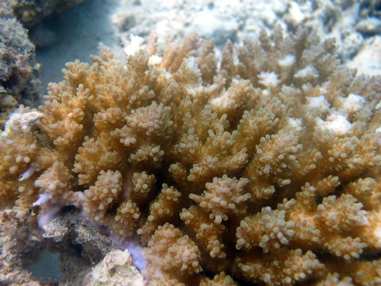  Acropora selago (Plate Acropora)